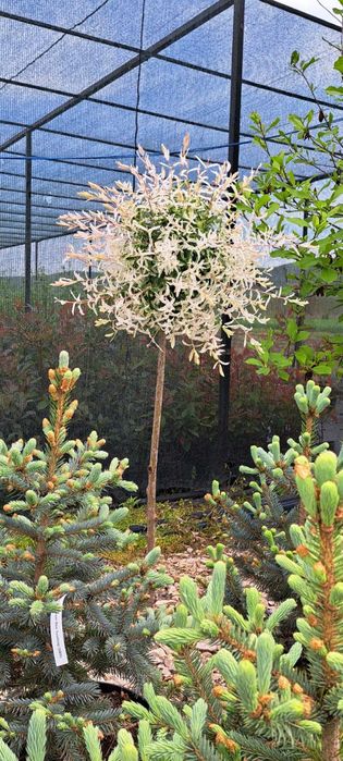 salcie japoneza la ghiveci tufa sau pom