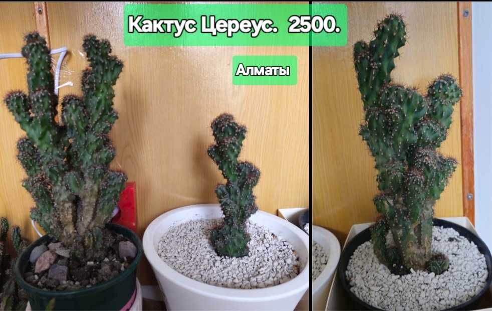 Карликовые антуриумы Бандерола