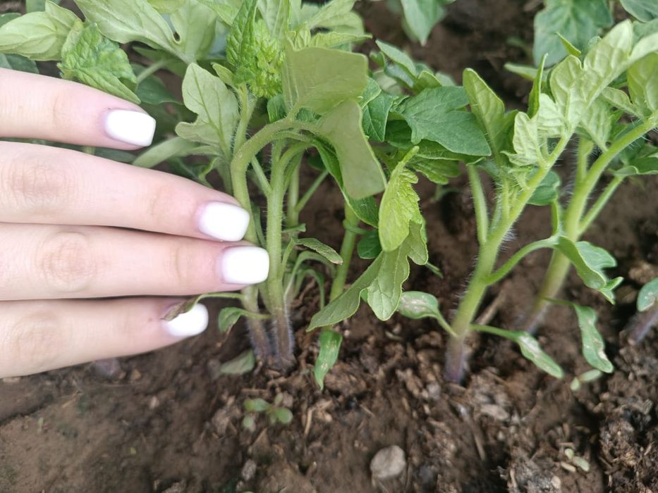 Памидор Көшет бар