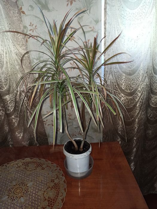 Драцена триколор!