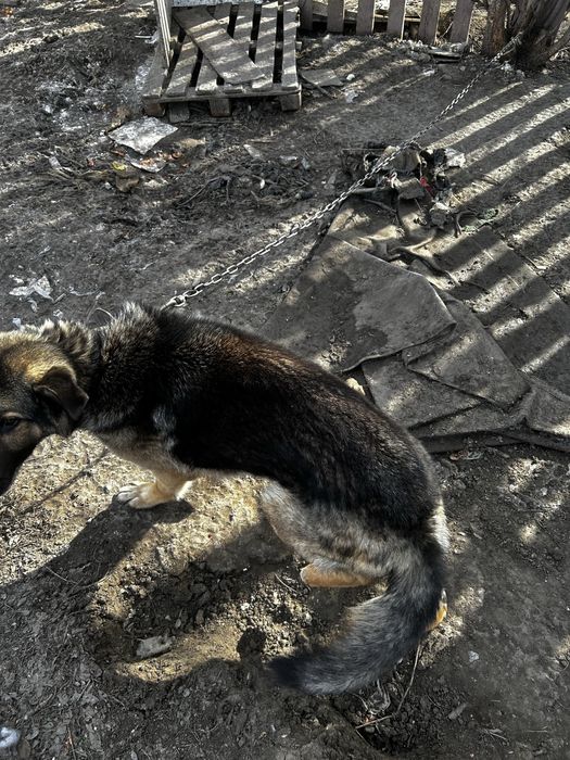 Овчарка сатылады