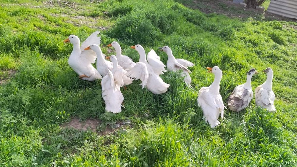 Үйрек сатылады бағасы 7000