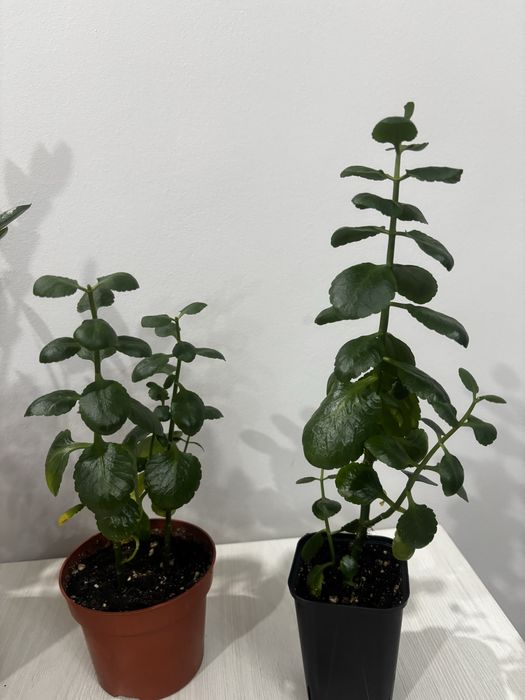 Продам комнатные цветы