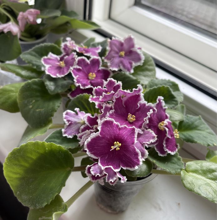 Продам цветущие сортовые фиалки