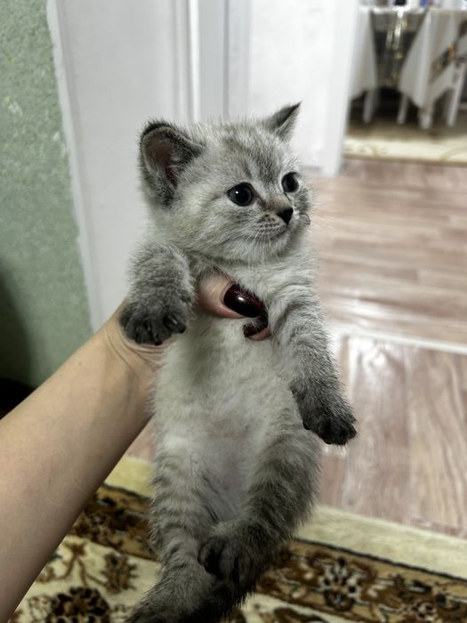 Отдам котят в добрые руки!