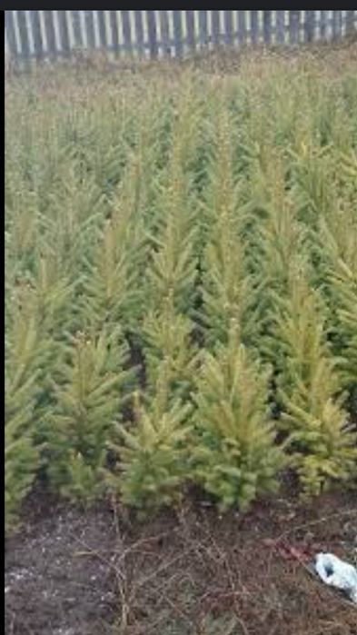 Puieți. Pin molid brad mesteacăn fag paltin tei plop carpân frasân sal