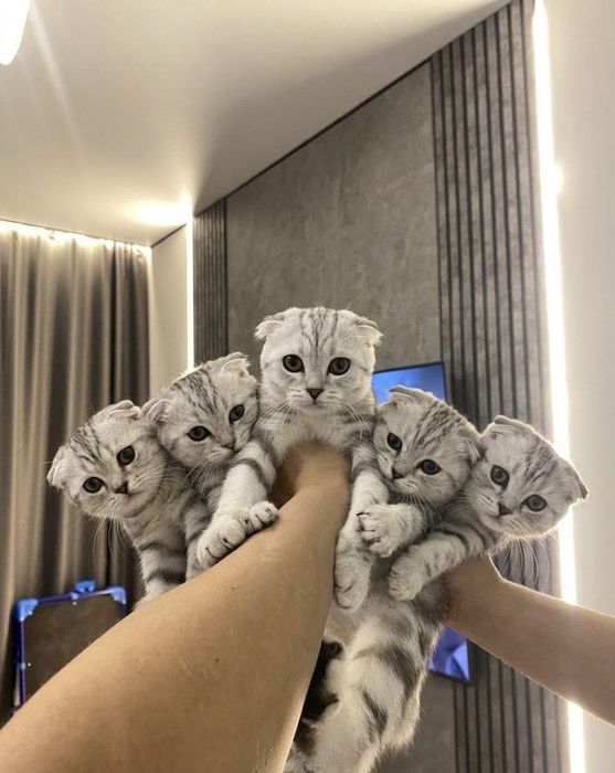 Шотландские вислоушки!