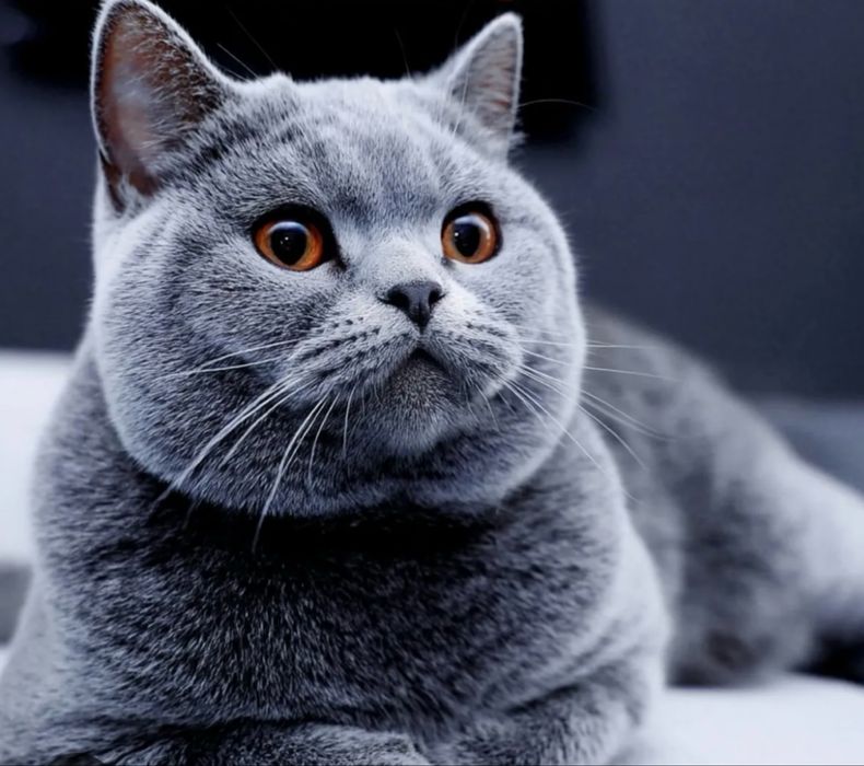 Отдам кота в хорошие руки