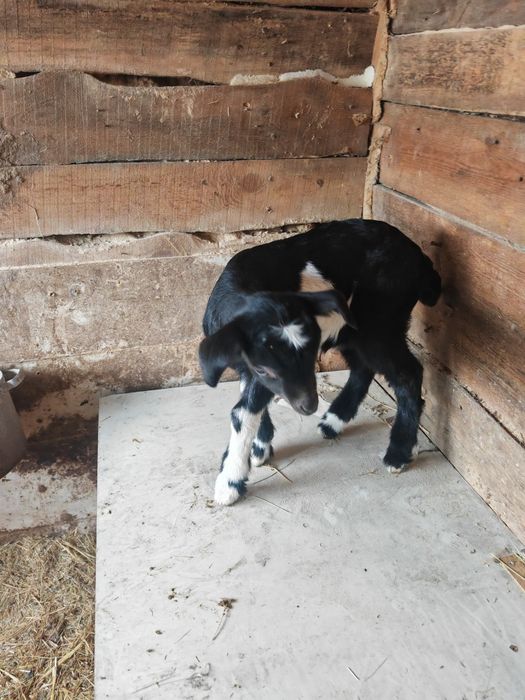 Срочно продам козлят