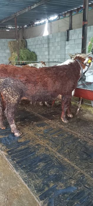 Зотдор моллар сотилади