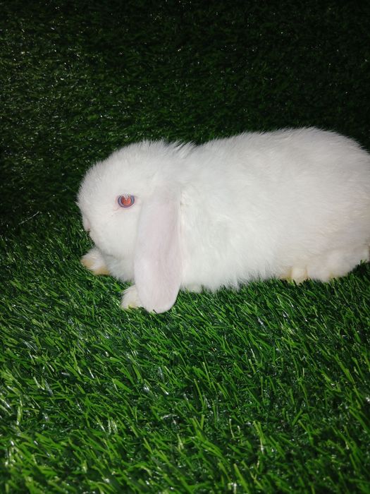 Quyonchalar. Dekaratif quyonlar