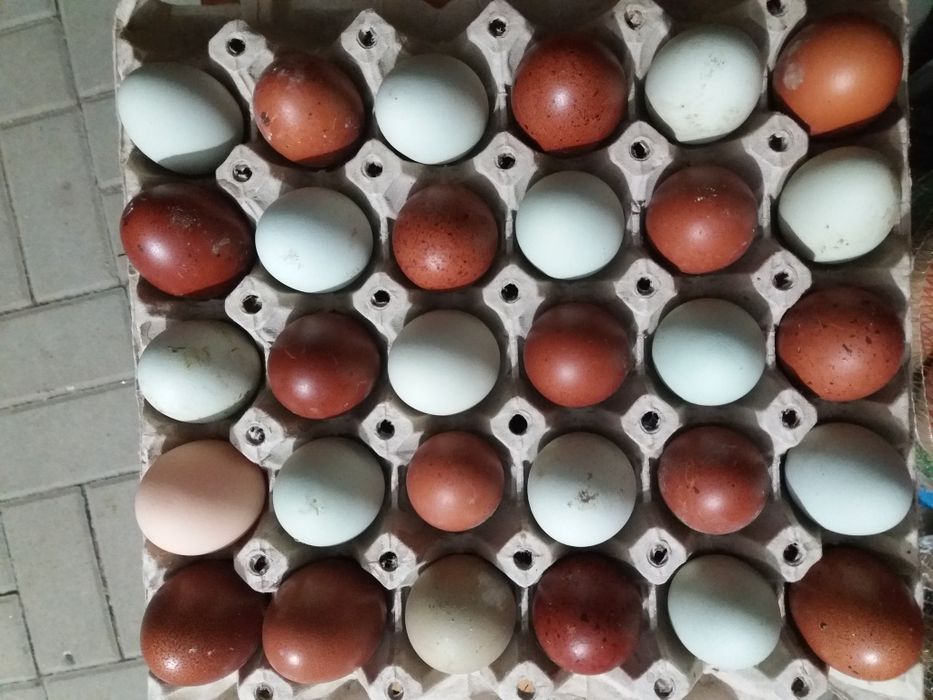 Oua colorate de la gaini de rasa