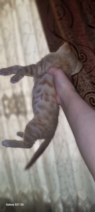 Продаю котёнка (3 месяцев)