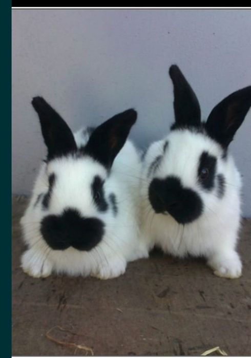 Disponibil uriaș german și alte rase