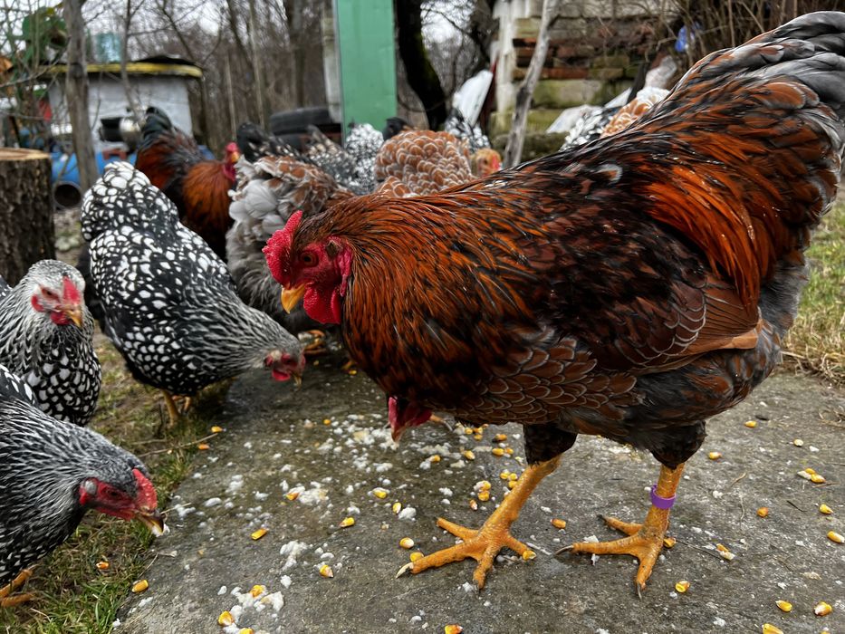 Cocosi Wyandotte GSG argintiu rosu negru albastru auriu 2025