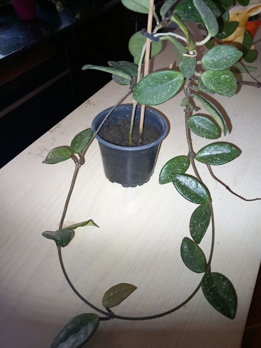 Hoya carnosa sau lacrima maicii domnului!
