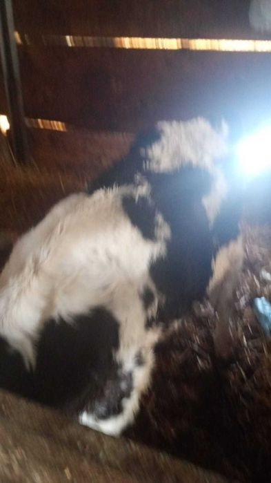 Vițică holstain  din vaca   bună de lapte