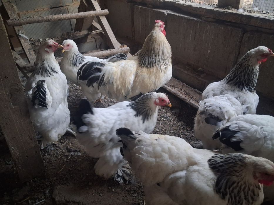 Продам петуха Брама