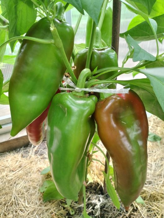 Продам помидоры, огурцы, перец
