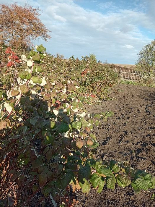 Продам дачу общество Вишенка