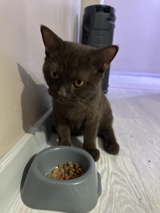 Отдам даром в хорошие руки