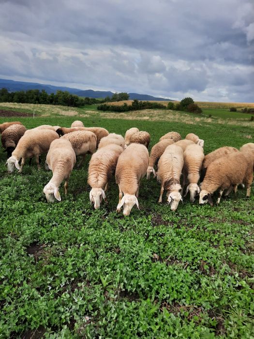 De vânzare  oi   assaf