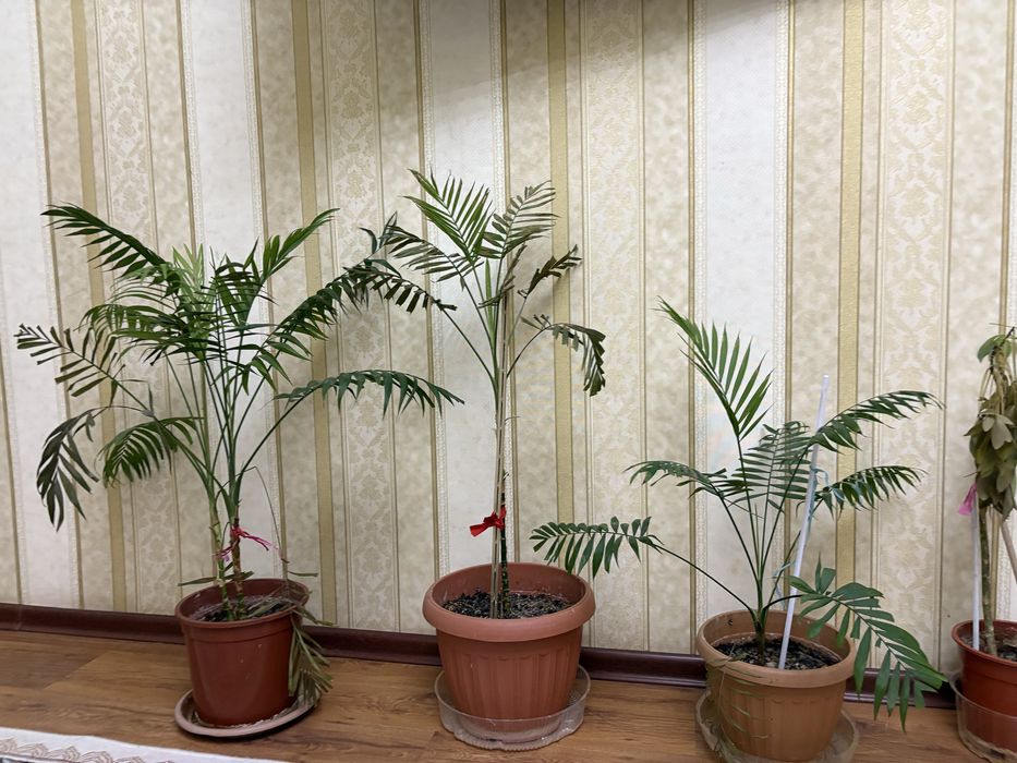 Продам  цветы  комнатные