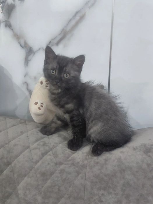 Отдам котёнка в добрые руки