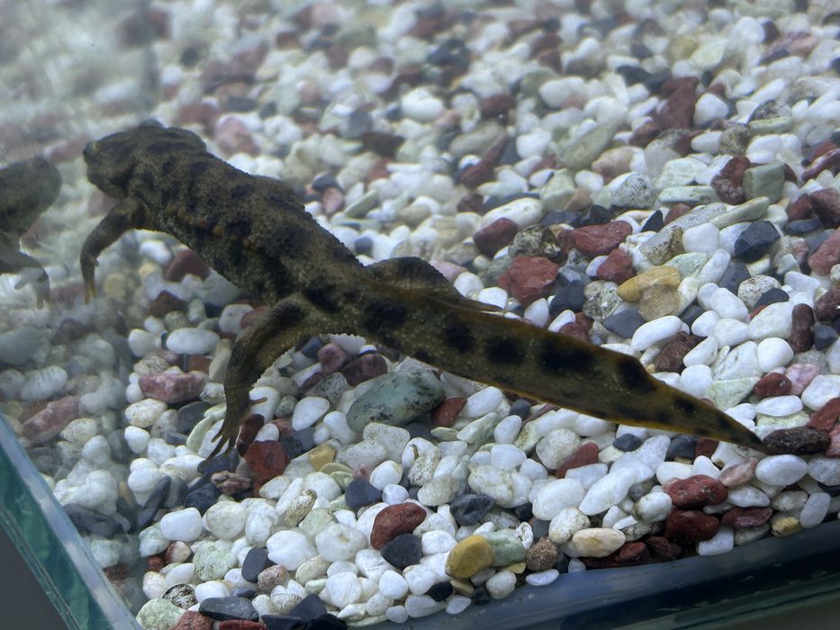 испанскик тритоны