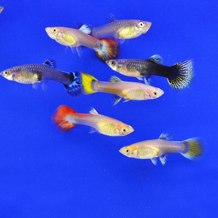 Балыктар сатылады