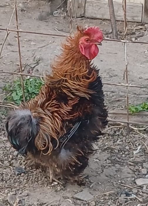 Продам карликовых курей