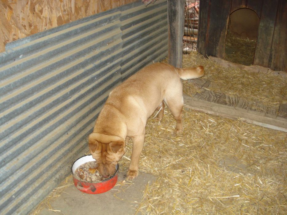 Donez caine SHARP PEI