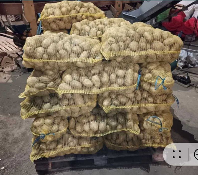 Картофи сорт Сорая