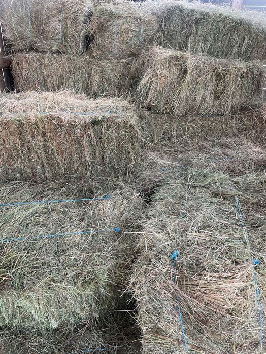 Продава Бали сено