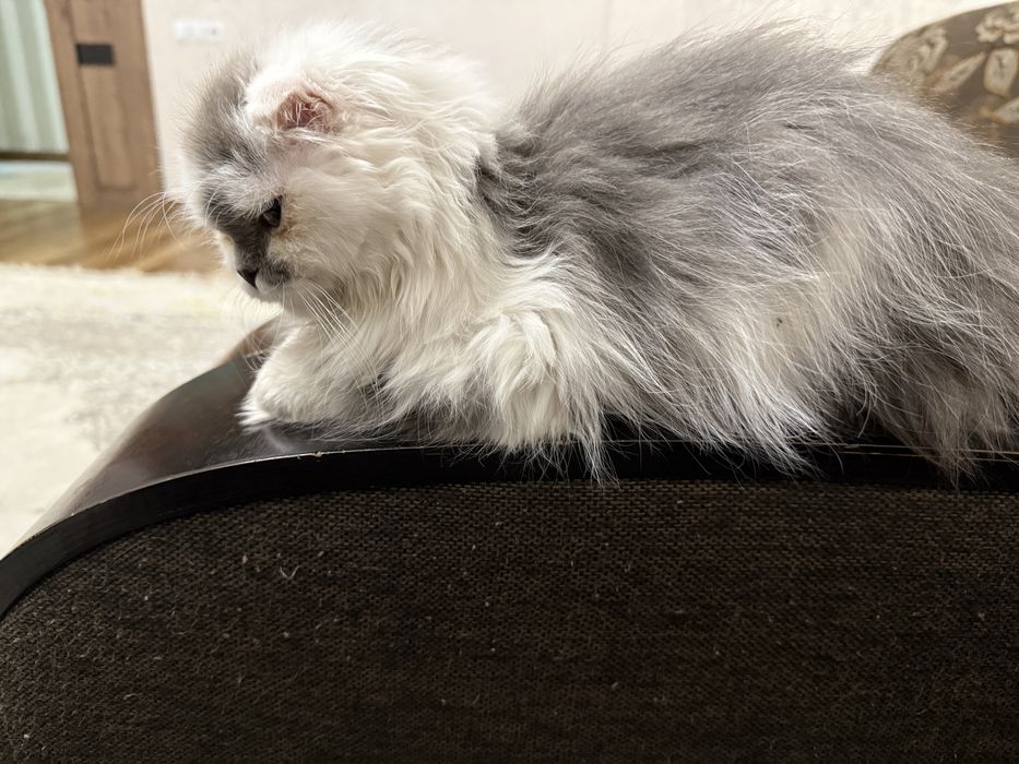 Кошка продается, мальчик