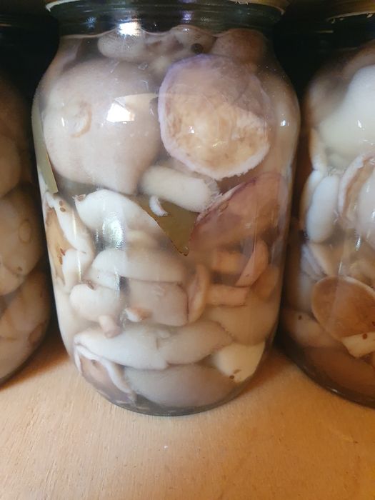 Грибы Маслята маринованные