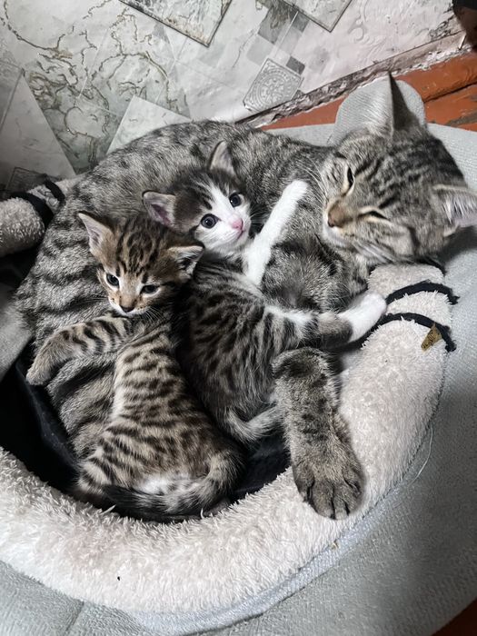 Котята мальчики отдам добрые руки