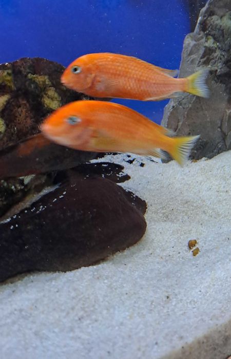 Продавам Tropheus Red Bishup