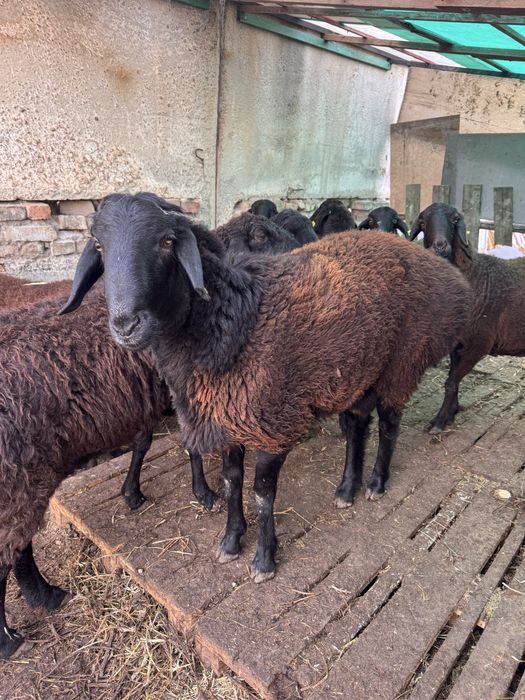 Продам барашков