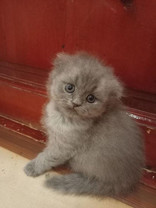 Котята британские