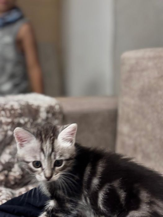 Котёнок ищет любящий дом!