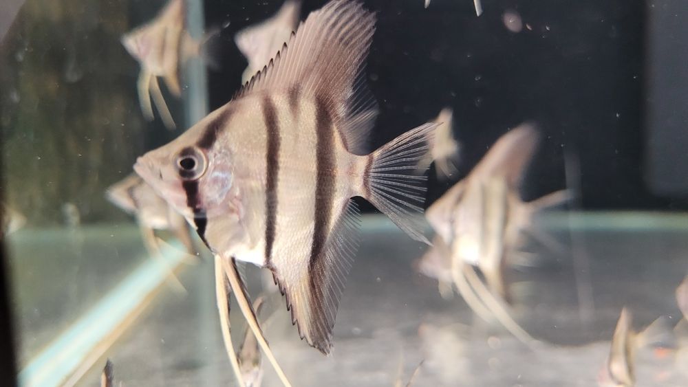 Rio Nanay Angelfish малки