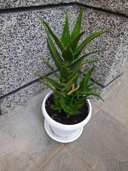 ЛЕЧЕБНО алое вера- вечнозелено растение