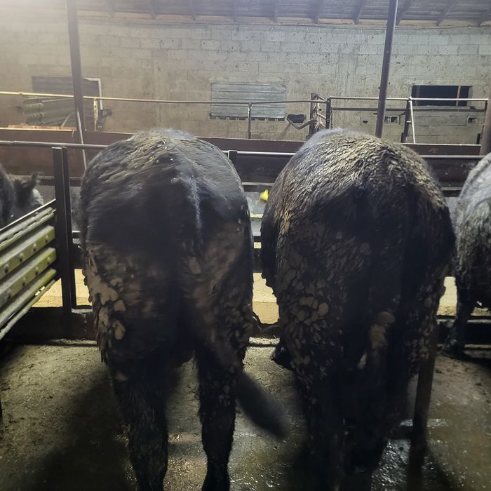 Продам 11 голов Ангусов