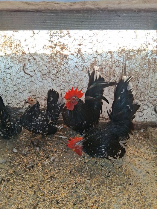 Pasari pitice chabo bobat.