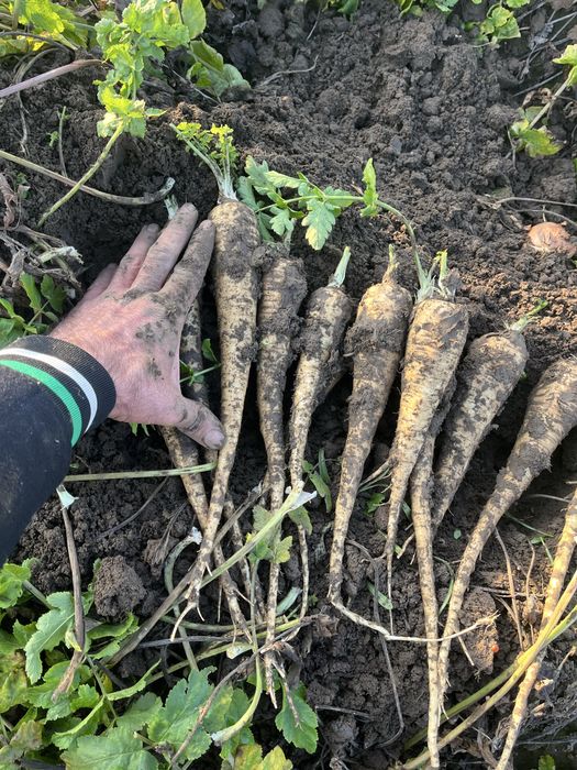 Pastarnac de vanzare