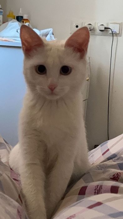 Кошечка, 2годика