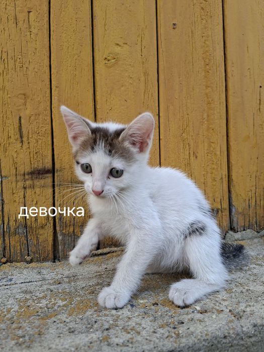 Котята в добрые руки