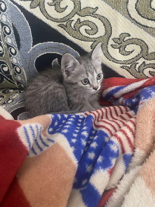 породистый котенок