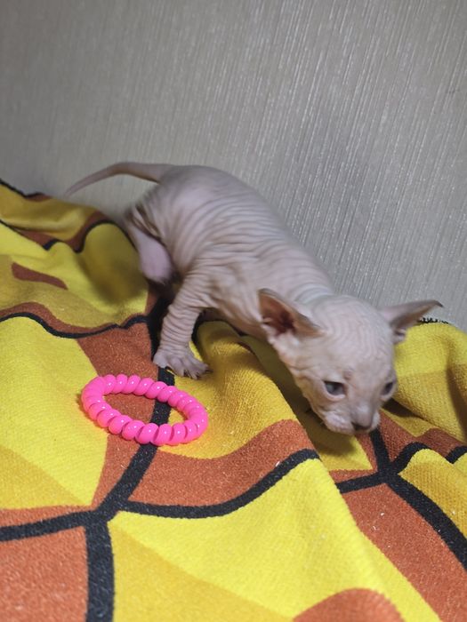 Крупный котик голубоглазик